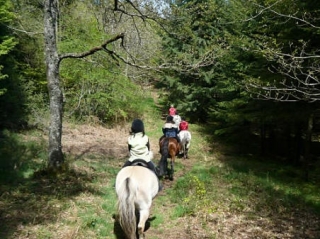 Cheval dans les bois de Soulie